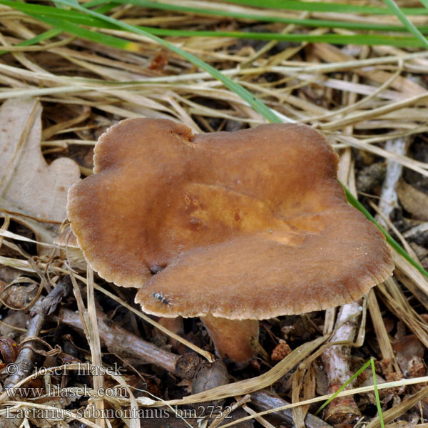 Mleczaj matowobrązowy Lutikkarousku Lactaire presque umboné odeur punaise Glatter Zwerg-Milchling Razbrazdana mlečnica Stinkriska Lactarius subumbonatus cimicarius Ryzec ploštičný Tæge-Mælkehat