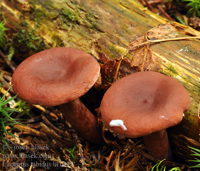 Yellow-Staining Milk Cap Mushroom Flattermilchling Груздь болотный Rýdzik červenohrdzavý žolteča mlečnica Småriska Lactarius theiogalus tabidus thejogalus Ryzec liškový Rynket Mælkehat Lápi tejelőgomba Rimpelende Melkzwam Mleczaj siarkowy