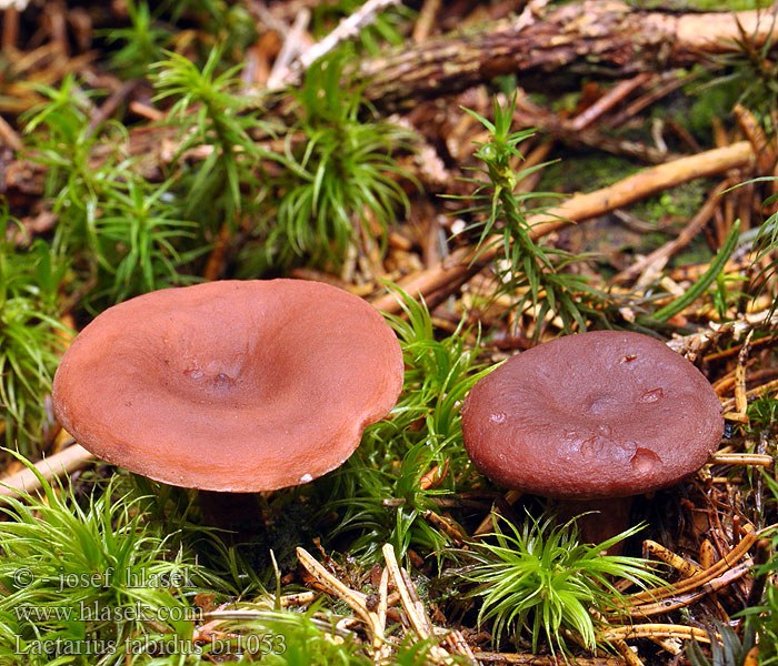 Lactarius tabidus bi1053