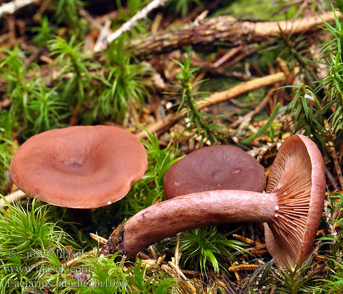 Lactarius tabidus theiogalus thejogalus Ryzec liškový Rynket Mælkehat Lápi tejelőgomba Rimpelende Melkzwam Mleczaj siarkowy Yellow-Staining Milk Cap Mushroom Flattermilchling Груздь болотный Rýdzik červenohrdzavý žolteča mlečnica Småriska