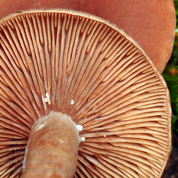 Ryzec liškový Rynket Mælkehat Lápi tejelőgomba Rimpelende Melkzwam Mleczaj siarkowy Yellow-Staining Milk Cap Mushroom Flattermilchling Груздь болотный Rýdzik červenohrdzavý žolteča mlečnica Småriska Lactarius tabidus theiogalus thejogalus