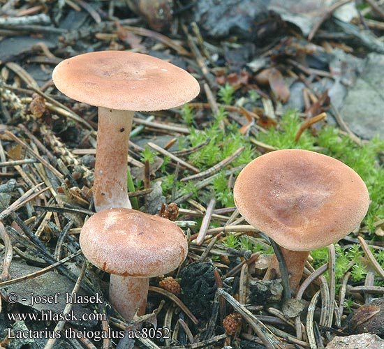 Lactarius theiogalus tabidus thejogalus Ryzec liškový Rynket Mælkehat Lápi tejelőgomba Rimpelende Melkzwam Mleczaj siarkowy Yellow-Staining Milk Cap Mushroom Flattermilchling Груздь болотный Rýdzik červenohrdzavý žolteča mlečnica Småriskas