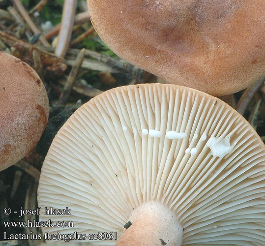 Lactarius theiogalus ac8061