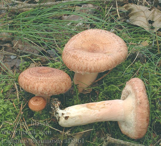 Lactarius torminosus Lactaire toisonné toison coliques