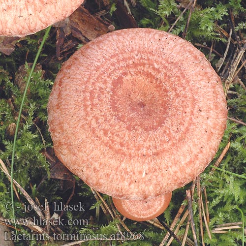 Lactarius torminosus Rýdzik kravský Skægget Mælkehat