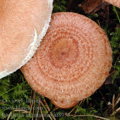 Lactarius torminosus Birkenreizker Birkenmilchling