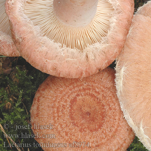 Lactarius torminosus af8974