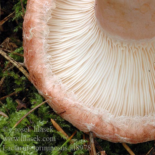 Lactarius torminosus 毛头乳菇 カラハツタケ Nyírfa szőrgomba