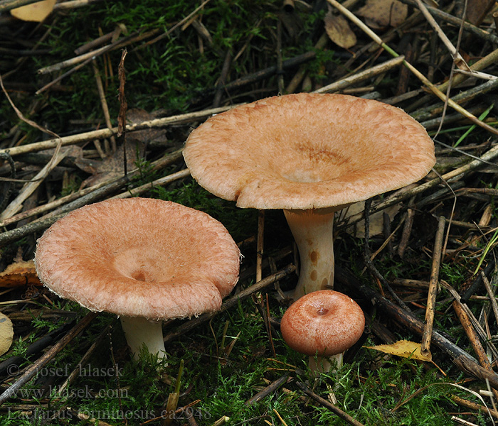 Lactarius torminosus Ryzec kravský