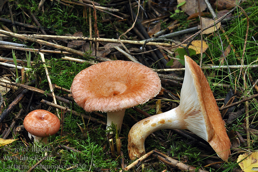 Lactarius torminosus Skäggriska