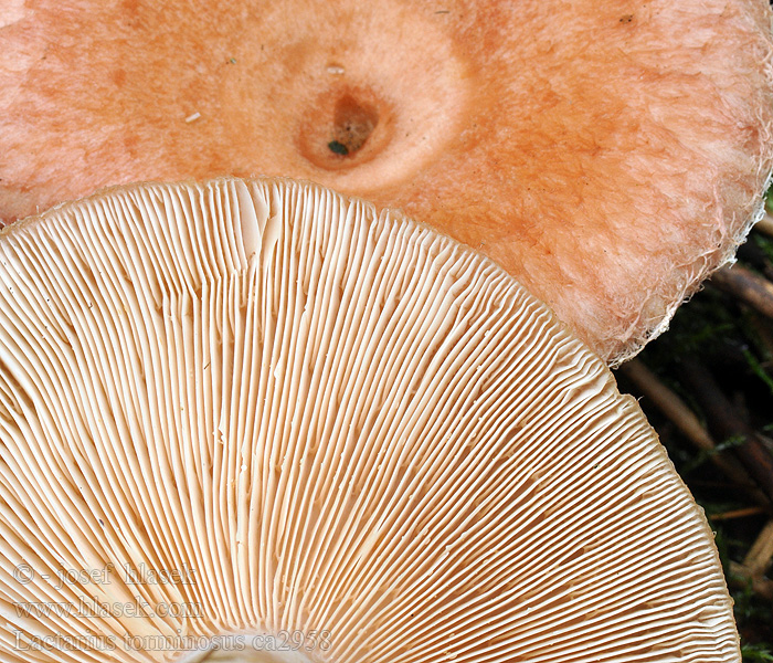 Lactarius torminosus Woolly Milk Cap