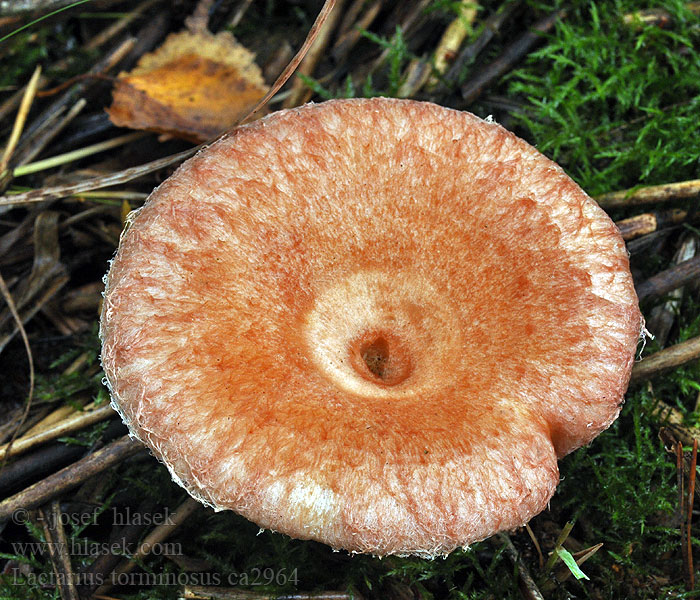 Lactarius torminosus Peveraccio delle coliche