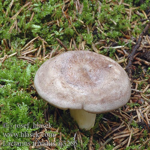 Lactarius trivialis Ryzec severský Rýdzik Nordischer Milchling Haaparousku Paprastasis piengrybis Млечник обыкновенный гладыш Northern milkcap Trivial milk-cup Mleczaj pospolity Nordijska mlečnica Nordisk mælkehat Lactaire trivial Forse melkzwam キハダチチタケ Északi tejelőgomba Hulriske Skogsriska