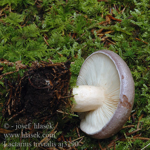 Lactarius trivialis Mleczaj pospolity Nordijska mlečnica Nordisk mælkehat Lactaire trivial Forse melkzwam キハダチチタケ Északi tejelőgomba Hulriske Skogsriska Ryzec severský Rýdzik Nordischer Milchling Haaparousku Paprastasis piengrybis Млечник обыкновенный гладыш Northern milkcap Trivial milk-cup