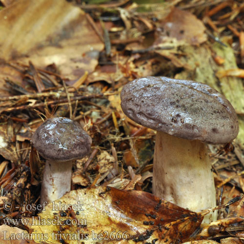 Lactarius trivialis be2666