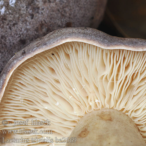 Lactarius trivialis be2669