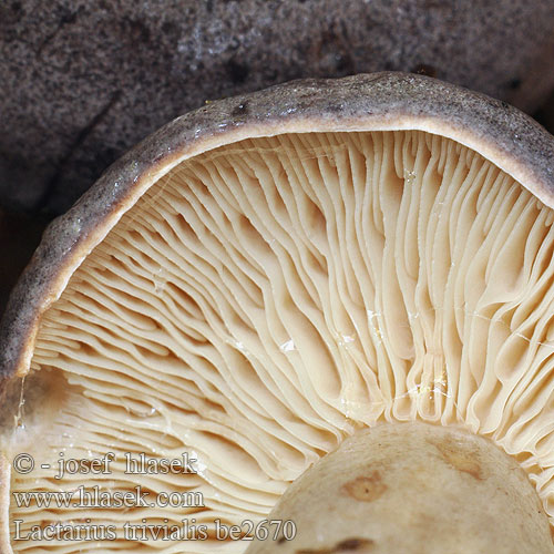 Lactarius trivialis be2670