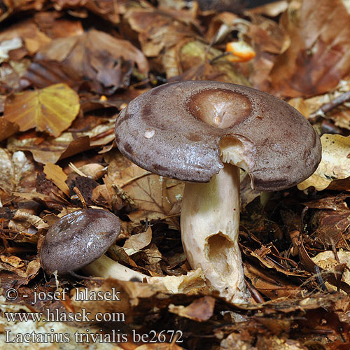 Nordischer Milchling Haaparousku Paprastasis piengrybis Млечник обыкновенный гладыш Northern milkcap Trivial milk-cup Lactarius trivialis Mleczaj pospolity Nordijska mlečnica Nordisk mælkehat Lactaire trivial Forse melkzwam キハダチチタケ Északi tejelőgomba Hulriske Skogsriska Ryzec severský Rýdzik