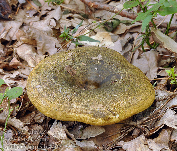 Lactarius necator turpis plumbeus Lactaire meurtrier plombé