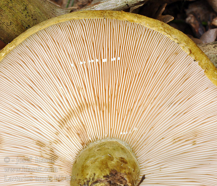 Lactarius necator Mleczaj paskudnik Olivenbrun mælkehat