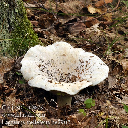 Lactarius vellereus Fleecy milk-cap Wolliger Milchling Lactaire velouté Mleczaj chrząstka Ryzec plstnatý Скрипица Liiturousku Хрящ-молочник повстистий Fås åbusson Piengrybis paliepis სავარცხელა სოკო Pebrassa vellutada 绒白乳菇 Luden vitriska Schaapje Runjavka Pelyhes keserűgomba Lodden hvitriske Rascov paslos Rýdzik plstnatý Polstena mlečnica