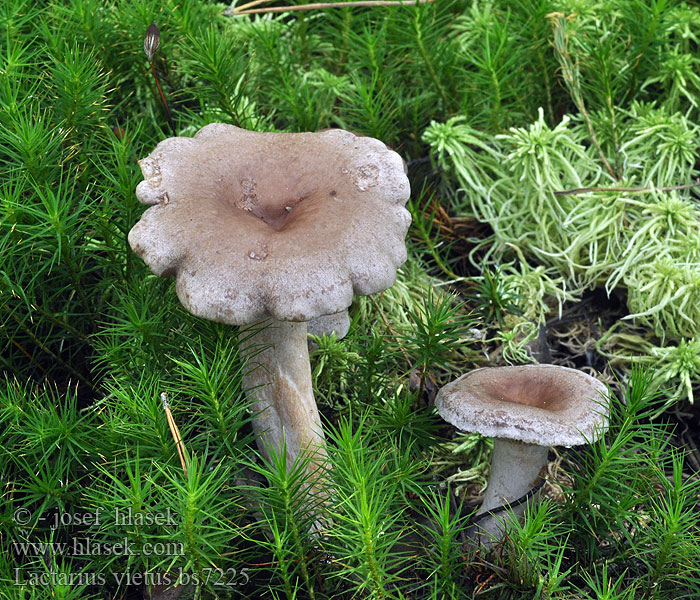 Lactarius vietus Ryzec scvrklý Graufleckender Milchling Gråriska