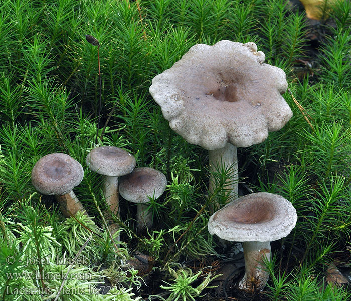 Lactarius_vietus_bs7228