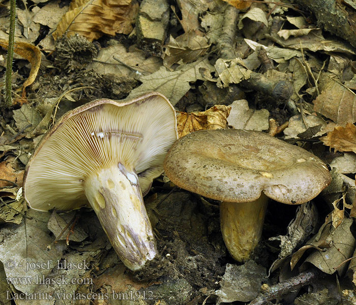 Lactarius violascens bm1912