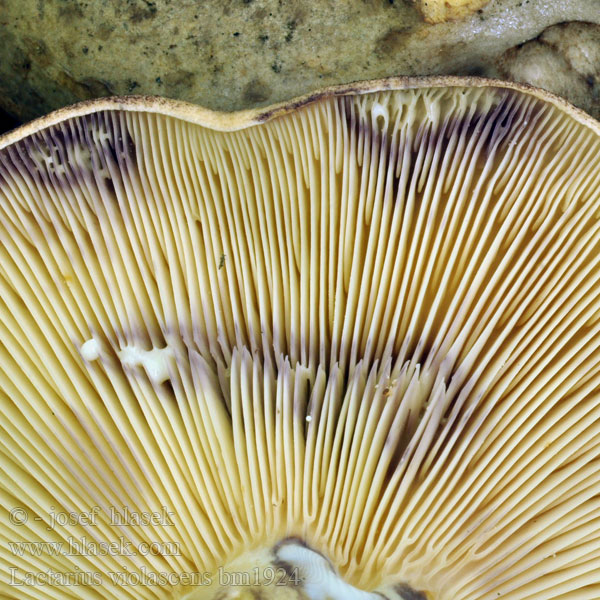 Lactarius violascens bm1924