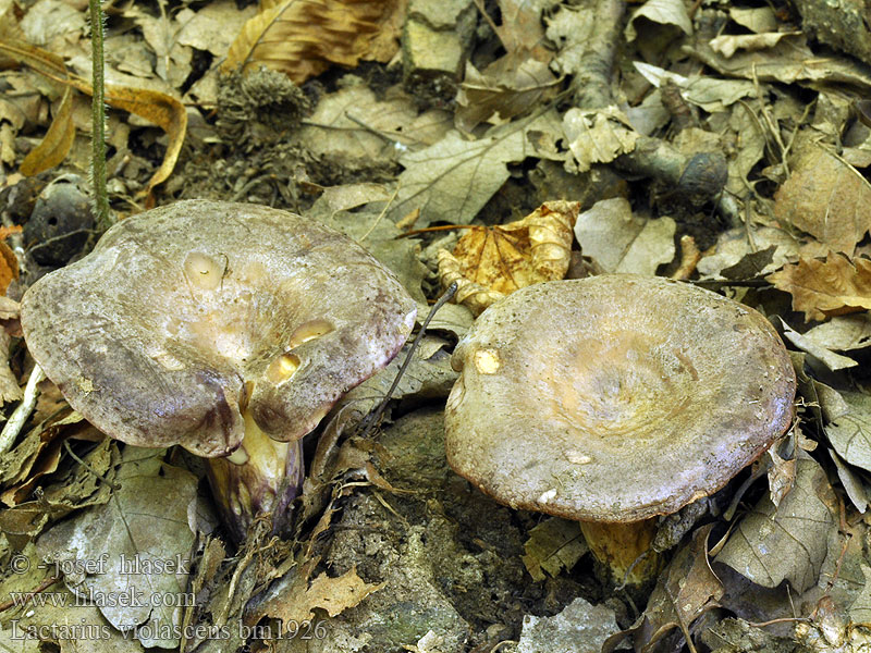 Sinipunarousku Gråviolet mælkehat Lactarius violascens Ryzec fialovějící Rýdzik fialovejúci Stor lilariska Млечник лиловеющий Mleczaj fiołkowy Fiolettriske Gezonter Violett-Milchling Sombere violetmelkzwam