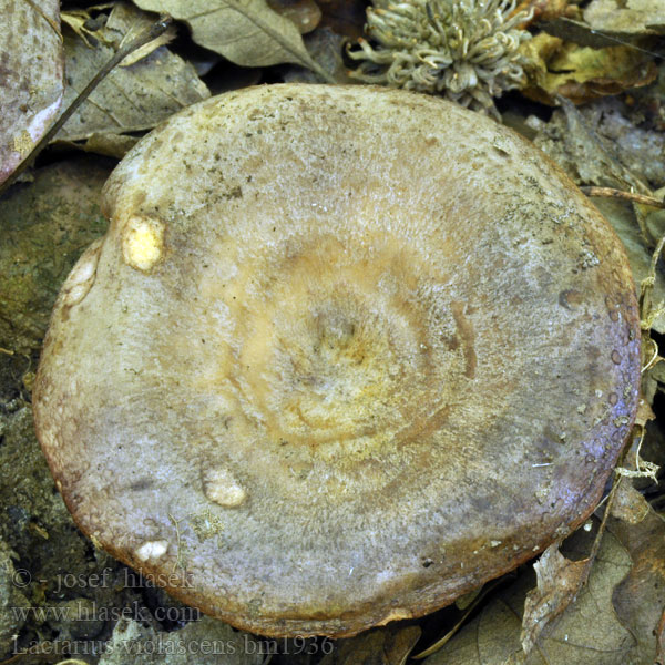 Lactarius violascens bm1936