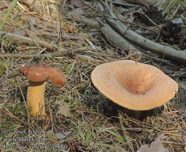 Lactarius volemus a5680