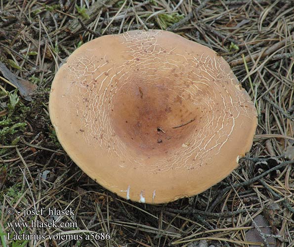 Lactarius volemus a5686