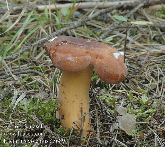 Lactarius volemus a5689