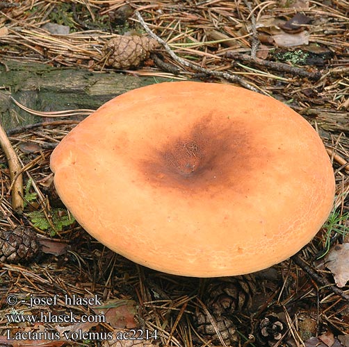 Lactarius volemus ac2214