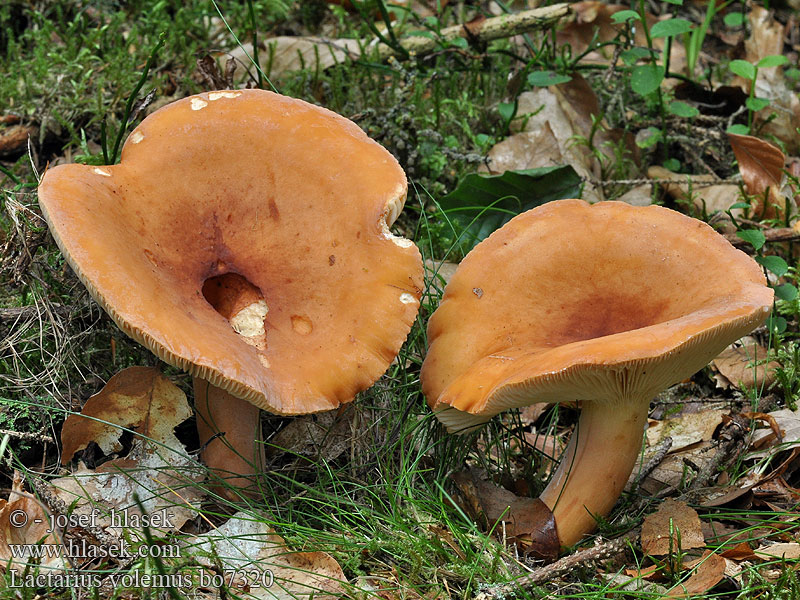 Lactarius volemus oedematopus Lattario volemo