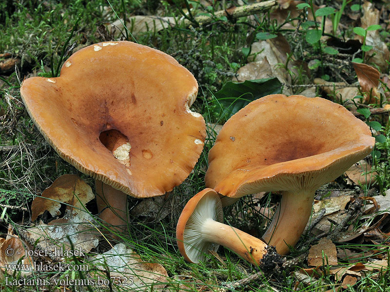 Lactarius volemus Brätling Mleczaj smaczny