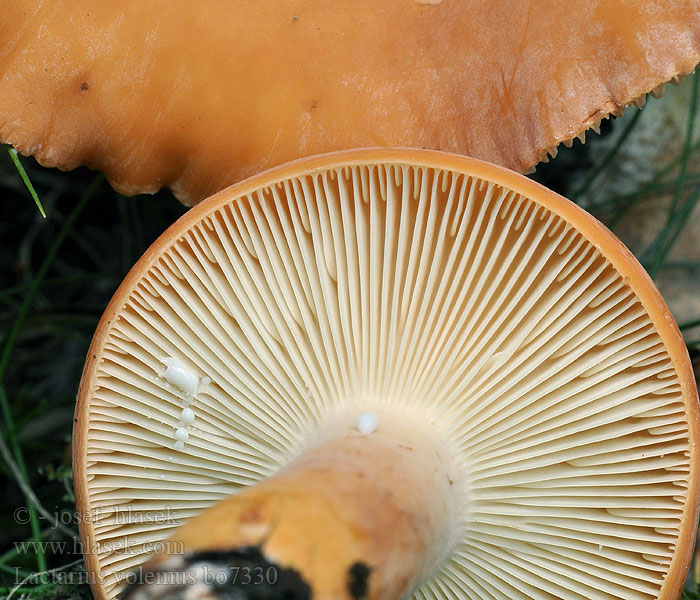 Lactarius_volemus_bo7330