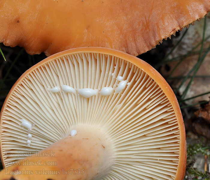 Lactarius volemus Lactario anaranjado チチタケ 젖버섯