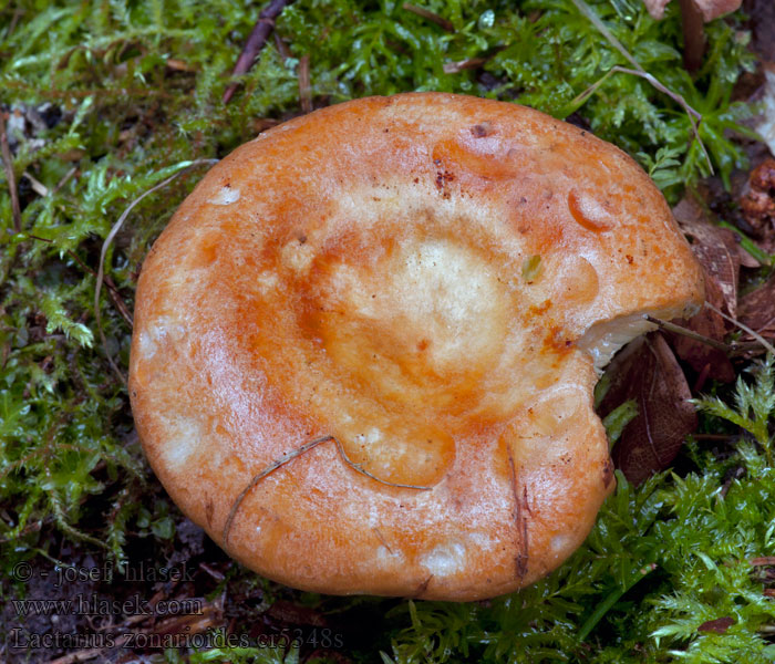 Granbelteriske Lucfenyő tejelőgomba Lactarius zonarioides