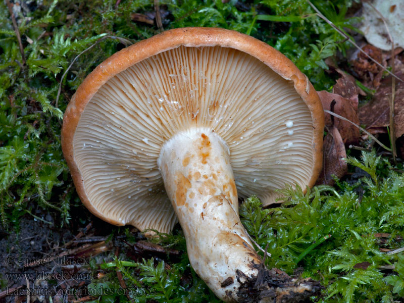 Lactarius zonarioides Ryzec Bresadolův Montane Zonen-Milchling