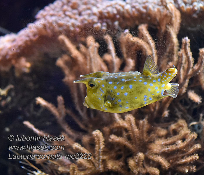 Lactoria cornuta Longhorn cowfish Havýš rohatý