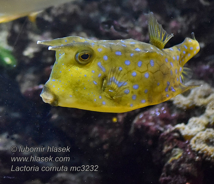 Lactoria cornuta Kuhfisch Kostera rogata Обыкновенный рогатый кузовок