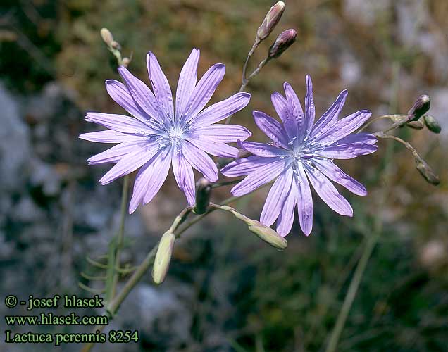 Lactuca perennis Blue lettuce Flerarig Bla salat Laitue vivace