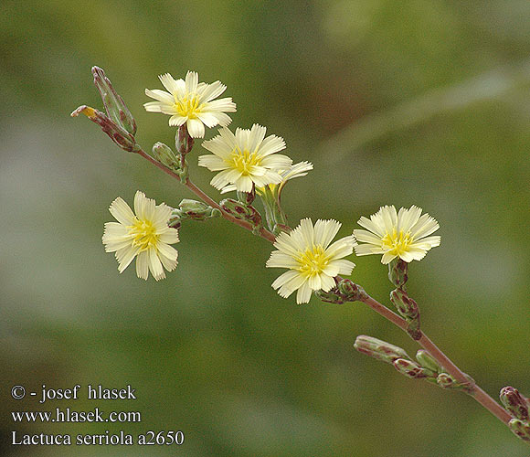 Lactuca serriola Prickly lettuce Salat tornet Piikkisalaatti