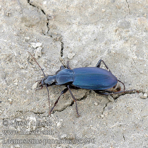 Laemostenus terricola punctatus Chrobák bystruškovitý