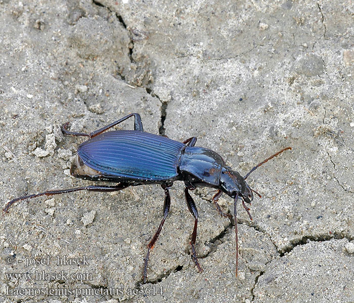 Chrobák bystruškovitý Laemostenus terricola punctatus