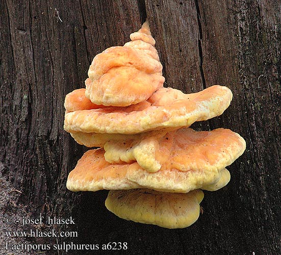 Laetiporus sulphureus a6238