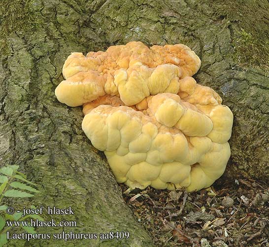 Laetiporus sulphureus Polypore soufré Zwavelzwam