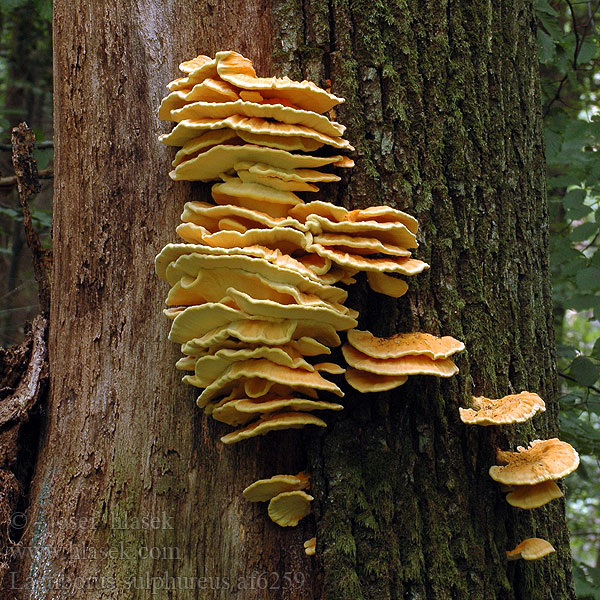 Laetiporus_sulphureus_af6259